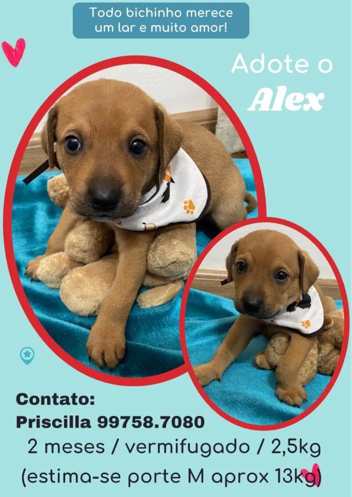 Cachorro raça SRD idade 2 a 6 meses nome Alex
