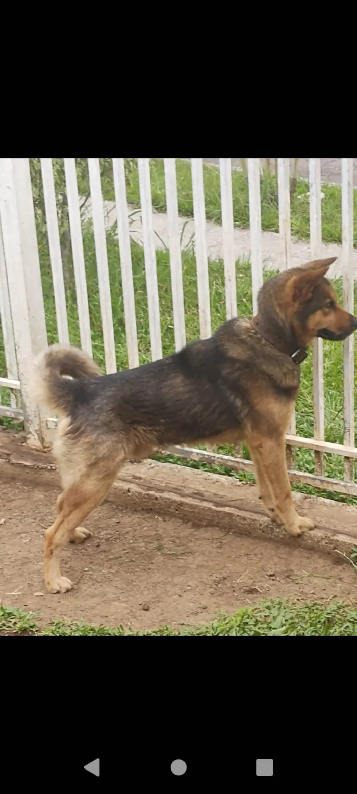 Cachorro ra a Akita mestiço  idade 3 anos nome Raj