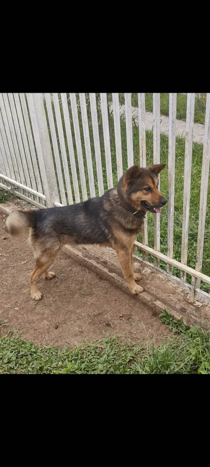 Cachorro ra a Akita mestiço  idade 3 anos nome Raj