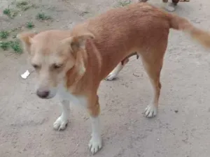 Cachorro raça nao sei idade 3 anos nome lila 