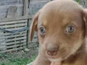 Cachorro raça misturado idade 2 a 6 meses nome nao tem