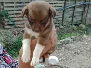 Cachorro raça nao sei idade 2 a 6 meses nome nao tem