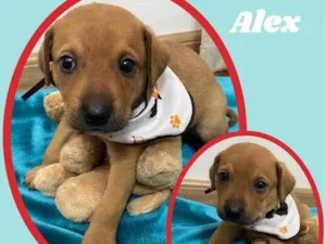 Cachorro raça SRD idade 2 a 6 meses nome Alex
