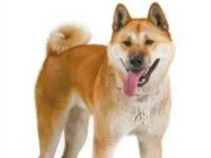 Cachorro raça Akita mestiço  idade 3 anos nome Raj