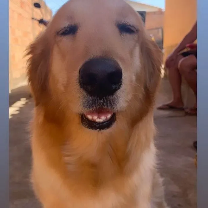 Cachorro raça Golden retriver  idade 3 anos nome Athena