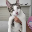 Nereu