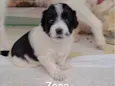 Zeca