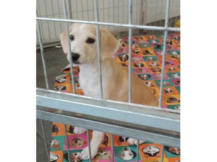 Cachorro raça SRD-ViraLata idade 2 a 6 meses nome Ariel