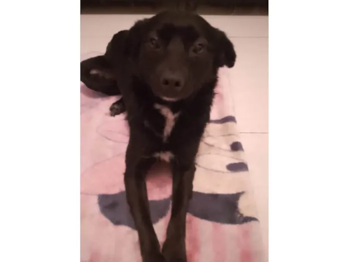 Cachorro raça SRD-ViraLata idade 7 a 11 meses nome Kiara
