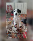 Cachorro raça SRD-ViraLata idade 2 a 6 meses nome Oreo