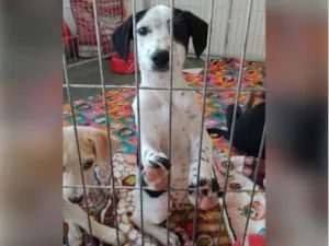 Cachorro raça SRD-ViraLata idade 2 a 6 meses nome Oreo