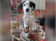 Cachorro raça SRD-ViraLata idade 2 a 6 meses nome Oreo