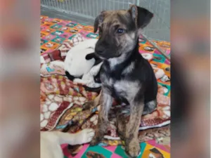 Cachorro raça SRD-ViraLata idade 2 a 6 meses nome Rocky