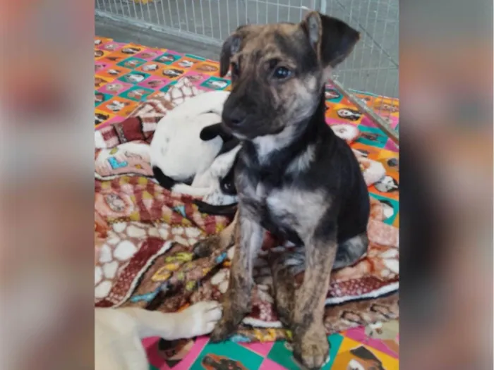 Cachorro raça SRD-ViraLata idade 2 a 6 meses nome Rocky