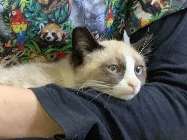 Gato raça Srd idade 2 a 6 meses nome Magali