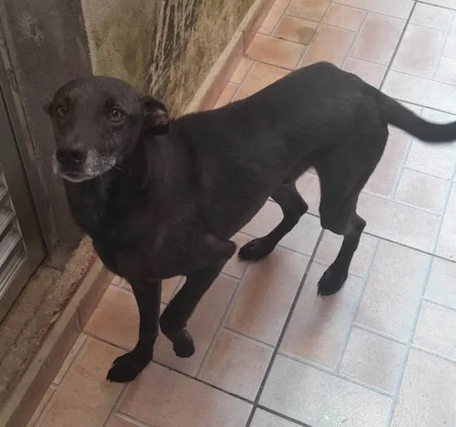 Cachorro ra a SRD-ViraLata idade 1 ano nome Snop