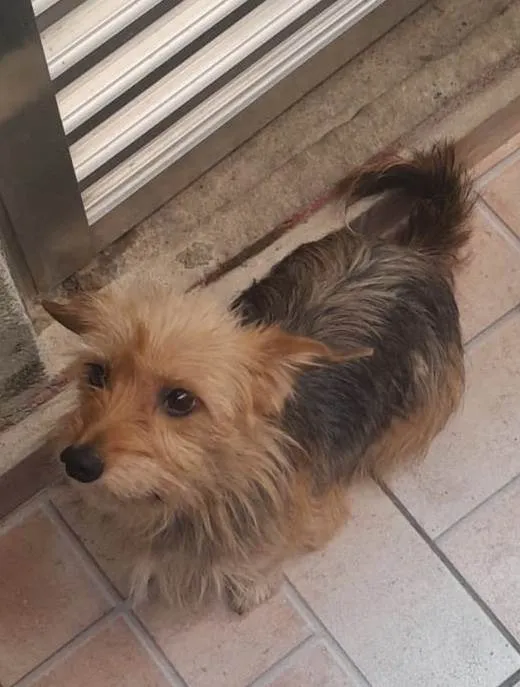 Cachorro ra a SRD-ViraLata idade 1 ano nome Faísca 