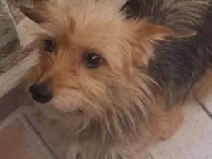 Cachorro raça SRD-ViraLata idade 1 ano nome Faísca 