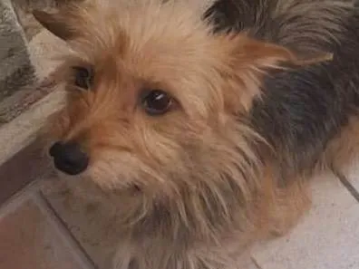 Cachorro ra a SRD-ViraLata idade 1 ano nome Faísca 