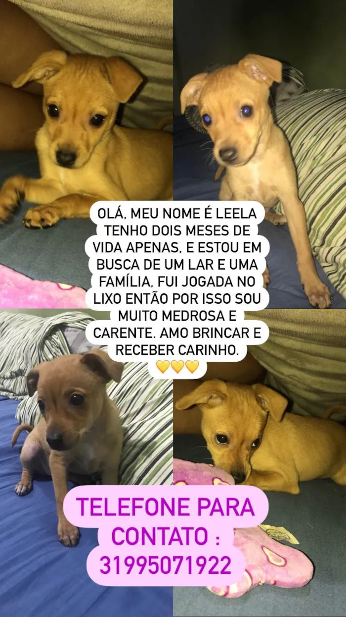 Cachorro raça SRD-ViraLata idade Abaixo de 2 meses nome Leela