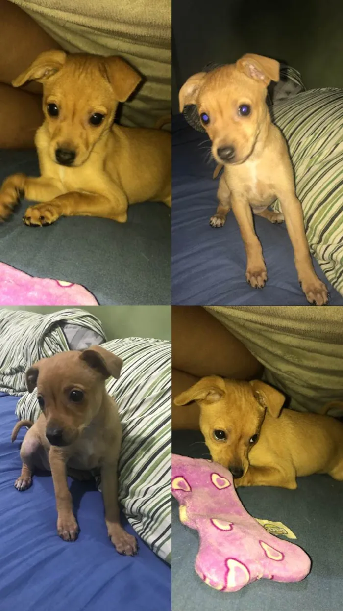 Cachorro raça SRD-ViraLata idade Abaixo de 2 meses nome Leela