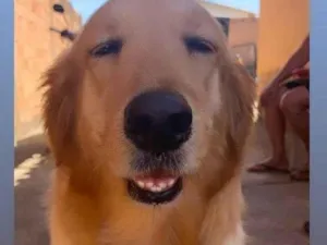 Cachorro raça Golden retriver  idade 3 anos nome Athena