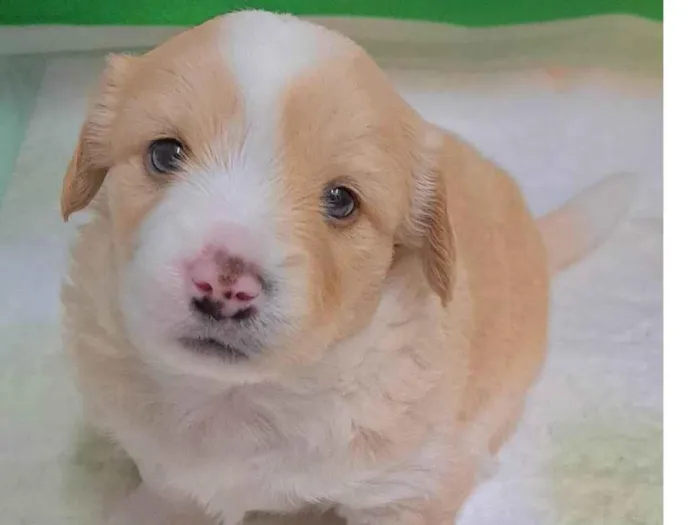 Cachorro ra a SRD-ViraLata idade Abaixo de 2 meses nome Chico