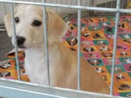 Cachorro raça SRD-ViraLata idade 2 a 6 meses nome Ariel