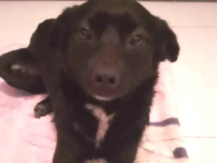 Cachorro raça SRD-ViraLata idade 7 a 11 meses nome Kiara