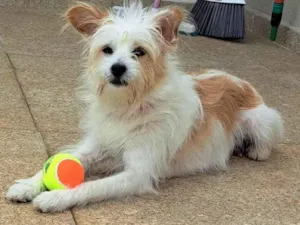 Cachorro raça SRD-ViraLata idade 7 a 11 meses nome Lara