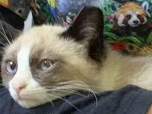 Gato raça Srd idade 2 a 6 meses nome Magali