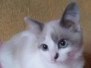 Gato raça  idade 2 a 6 meses nome Tony