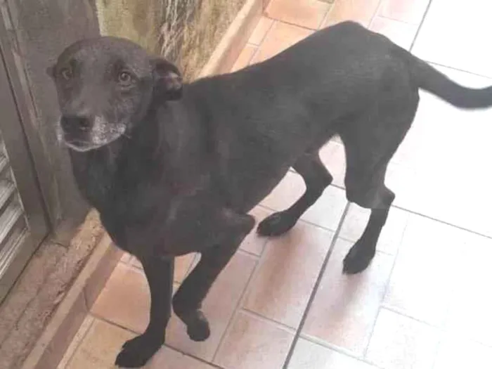 Cachorro ra a SRD-ViraLata idade 1 ano nome Snop