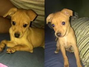 Cachorro raça SRD-ViraLata idade Abaixo de 2 meses nome Leela