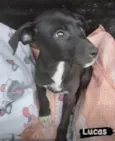 Cachorro raça SRD-adoraveis idade 2 a 6 meses nome Bebês caninos