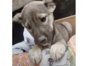 Cachorro raça SRD-adoraveis idade 2 a 6 meses nome Bebês caninos