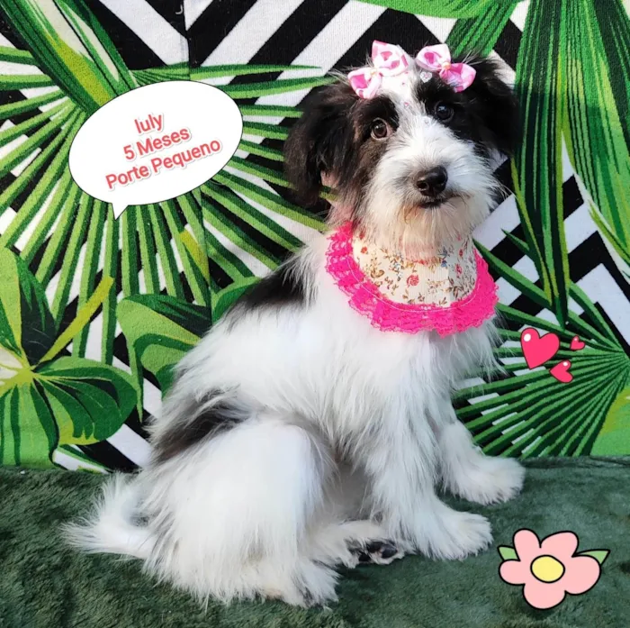 Cachorro raça SRD-ViraLata idade 2 a 6 meses nome Luly ..