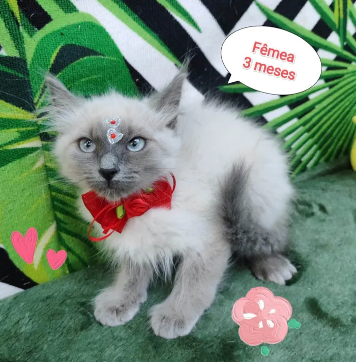 Gato raça SRD-ViraLata idade 2 a 6 meses nome Jude