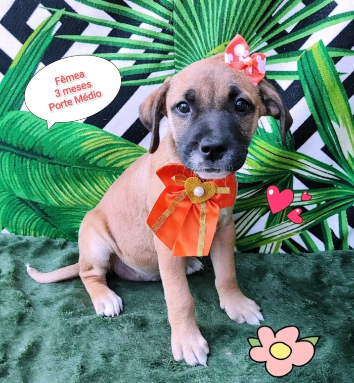 Cachorro raça SRD-ViraLata idade 2 a 6 meses nome Taty