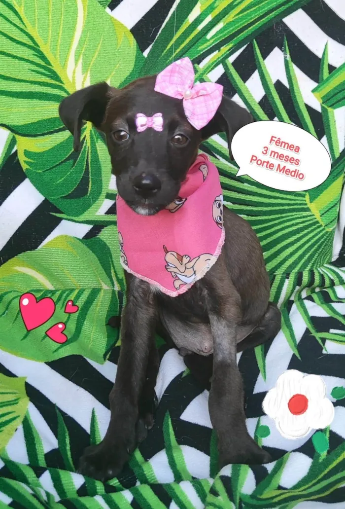 Cachorro raça SRD-ViraLata idade 2 a 6 meses nome Lary