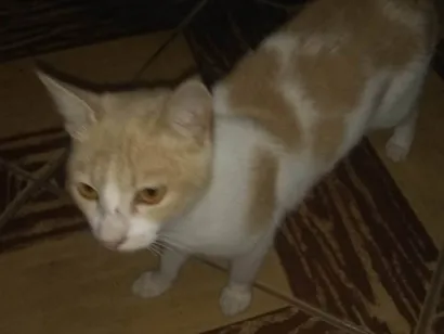 Gato raça SRD-ViraLata idade 1 ano nome Mel 