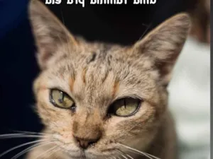 Gato raça SRD-tigradinha idade 3 anos nome Nininha