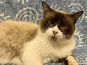 Gato raça SRD-siamesa idade 3 anos nome Tatu bolinha Helena 