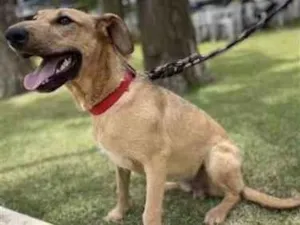 Cachorro raça SRD-caramelo idade 1 ano nome Bill