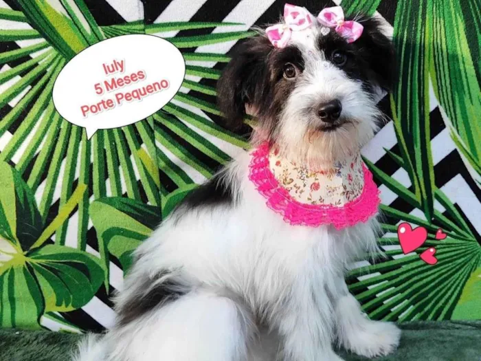 Cachorro raça SRD-ViraLata idade 2 a 6 meses nome Luly ..