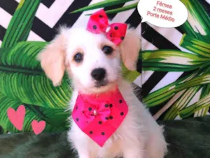 Cachorro raça SRD-ViraLata idade 2 a 6 meses nome Violeta 