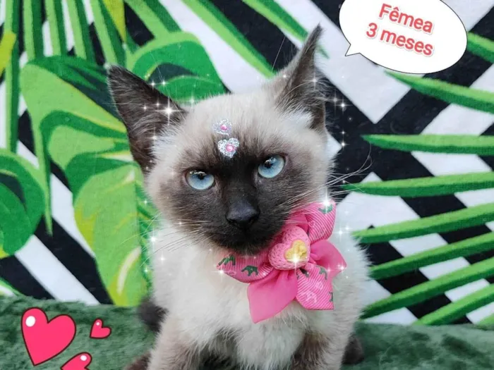 Gato raça SRD-ViraLata idade 2 a 6 meses nome Girassol 