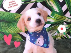 Cachorro raça SRD-ViraLata idade 2 a 6 meses nome Lucas 