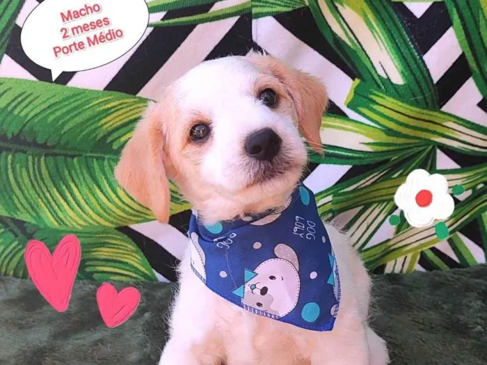 Cachorro raça SRD-ViraLata idade 2 a 6 meses nome Lucas 