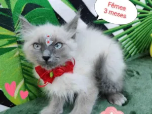 Gato raça SRD-ViraLata idade 2 a 6 meses nome Jude